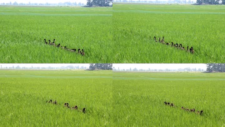 it外包服務(wù)_北京it外包公司有哪些_it外包市場(chǎng)分析及營(yíng)銷模式探討