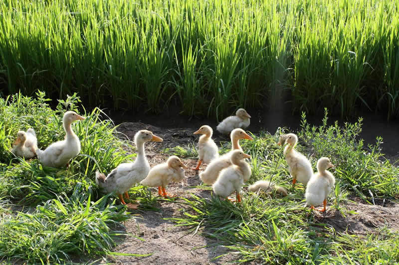 it外包服務(wù)_it外包市場(chǎng)分析及營(yíng)銷模式探討_北京it外包公司有哪些